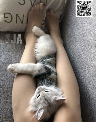 上海滩之龙凤会短剧免费观看